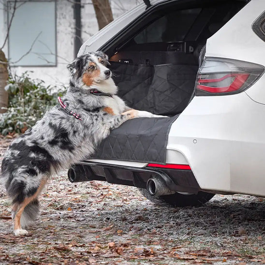 housse_voiture_chien_pour_coffre